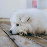 Chien allongé sur le sol, l'air apathique, examiné par son propriétaire inquiet