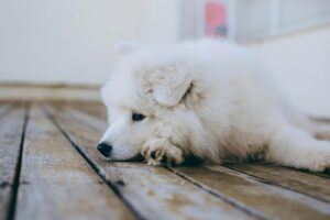 Chien allongé sur le sol, l'air apathique, examiné par son propriétaire inquiet