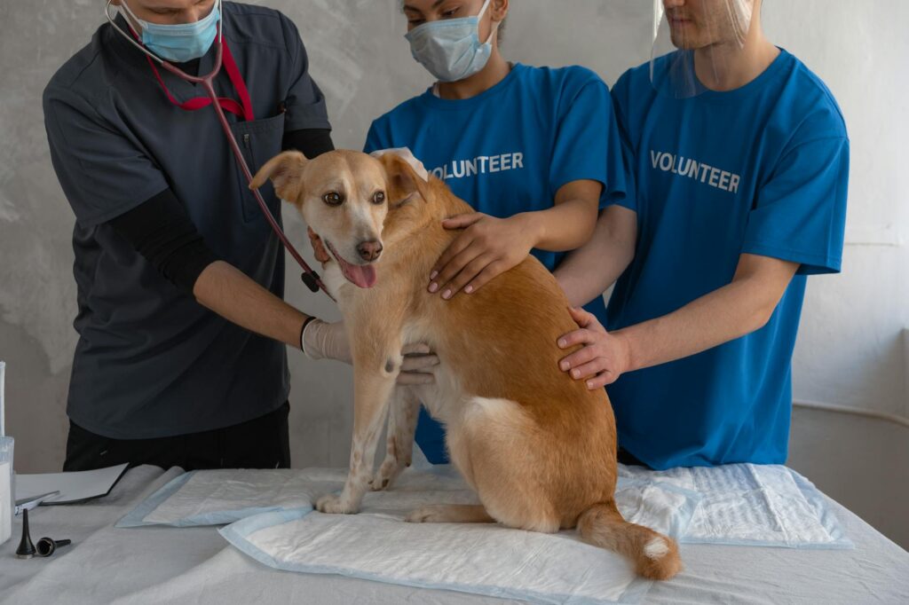 Bouledogue français au repos, race connue pour ses problèmes de santé respiratoires