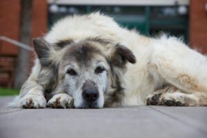 Vieux chien couché sur son lit, regard fatigué, fin de vie apaisée
