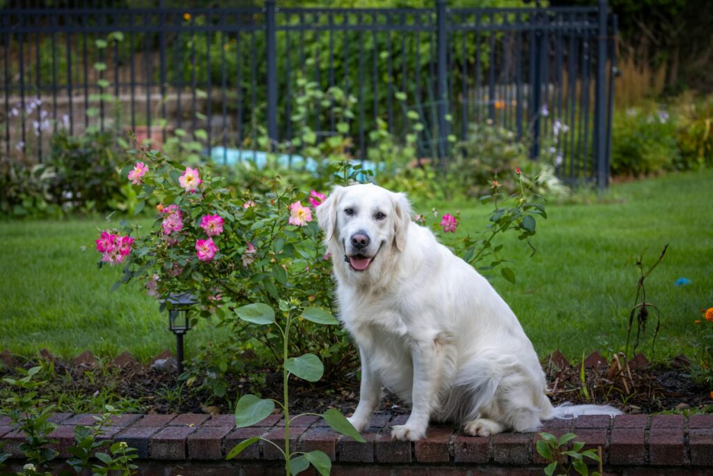 Chien adulte golden retriever assis dans un jardin verdoyant au soleil