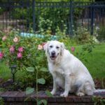 Chien adulte golden retriever assis dans un jardin verdoyant au soleil