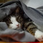 Chat roux allongé sur une couverture, regard fatigué, en soins vétérinaires