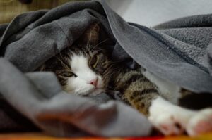 Chat roux allongé sur une couverture, regard fatigué, en soins vétérinaires