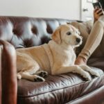 Femme allongée sur un canapé avec son chien pendant ses règles douloureuses