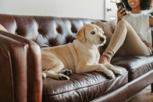 Femme allongée sur un canapé avec son chien pendant ses règles douloureuses