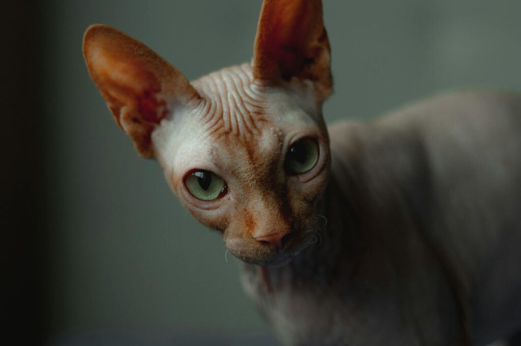 Sphynx chat sans poil assis sur un coussin chaud en intérieur