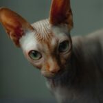Sphynx chat sans poil assis sur un coussin chaud en intérieur