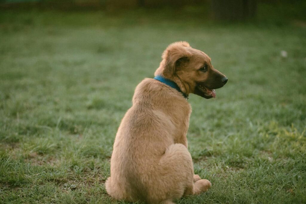 Chiot golden retriever assis dans l'herbe avec collier rouge, attentif