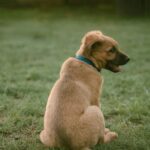 Chiot golden retriever assis dans l'herbe avec collier rouge, attentif