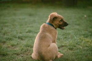 Chiot golden retriever assis dans l'herbe avec collier rouge, attentif