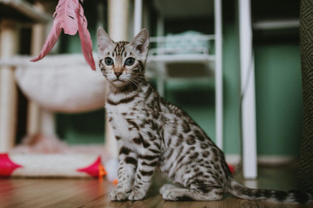 Chaton bengal blanc aux yeux bleus sur fond naturel lumineux