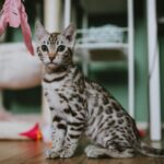 Chaton bengal blanc aux yeux bleus sur fond naturel lumineux