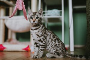 Chaton bengal blanc aux yeux bleus sur fond naturel lumineux