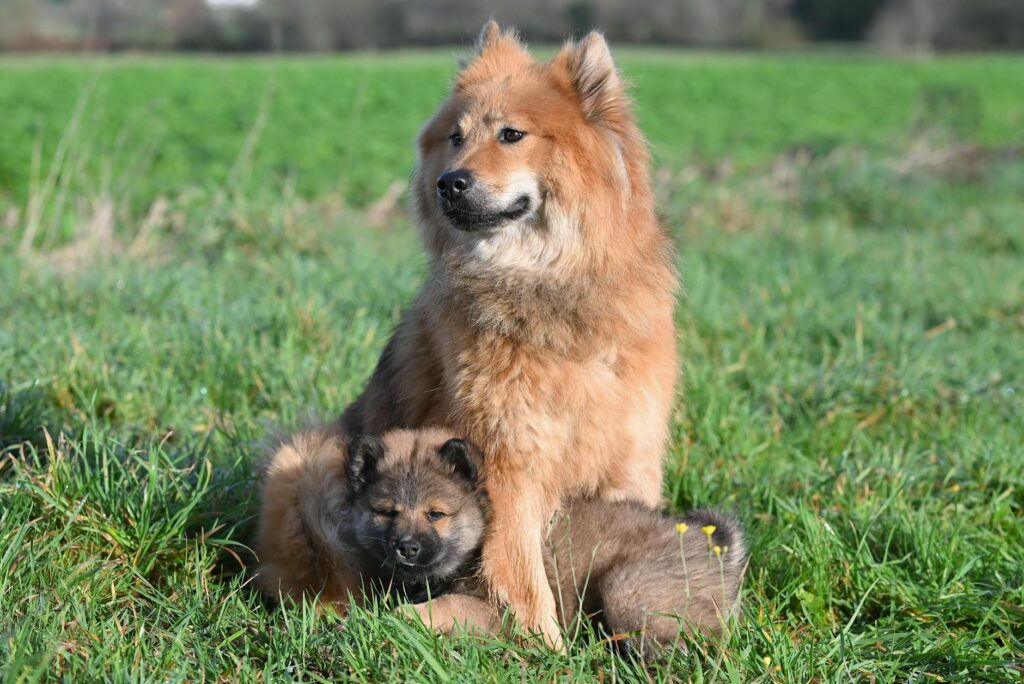 chiot femelle golden retriever assis sur herbe verte en plein air
