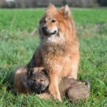 chiot femelle golden retriever assis sur herbe verte en plein air