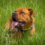 Mastiff anglais géant couché sur l'herbe, portrait impressionnant d'un chien record