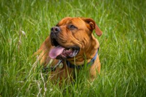 Mastiff anglais géant couché sur l'herbe, portrait impressionnant d'un chien record