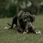 Dogue allemand géant debout face caméra, gabarit imposant en plein air