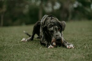 Dogue allemand géant debout face caméra, gabarit imposant en plein air