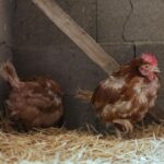 chien de berger face à des poules dans un jardin rural ensoleillé