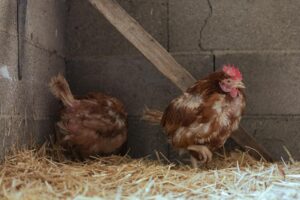 chien de berger face à des poules dans un jardin rural ensoleillé