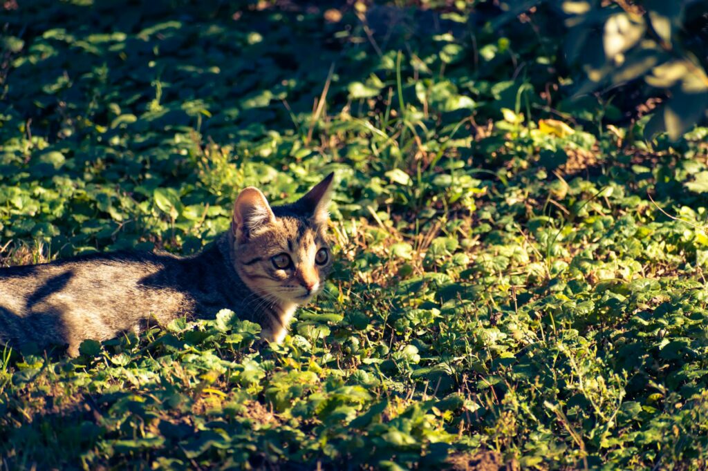 Chat roux en position de chasse fixant une souris dans un jardin