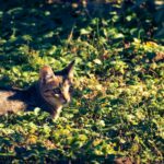Chat roux en position de chasse fixant une souris dans un jardin