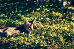 Chat roux en position de chasse fixant une souris dans un jardin