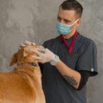 Vétérinaire examinant un chien sur une table de consultation parasites internes