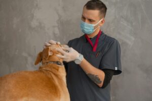 Vétérinaire examinant un chien sur une table de consultation parasites internes