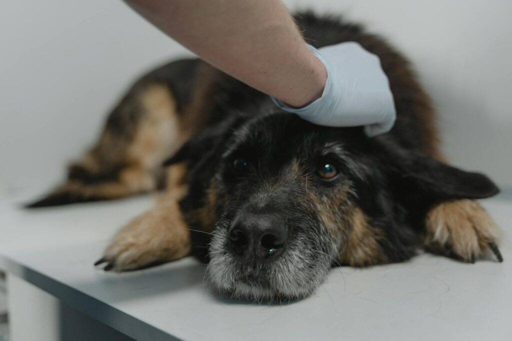 Vétérinaire examinant les selles d'un chien pour détecter des parasites intestinaux