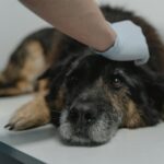 Vétérinaire examinant les selles d'un chien pour détecter des parasites intestinaux