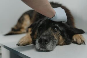 Vétérinaire examinant les selles d'un chien pour détecter des parasites intestinaux