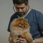 vétérinaire examinant l'abdomen d'un chien sur une table de consultation