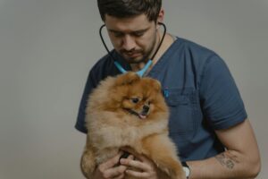 vétérinaire examinant l'abdomen d'un chien sur une table de consultation