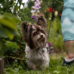Propriétaire inquiet observant les selles de son chien dans le jardin
