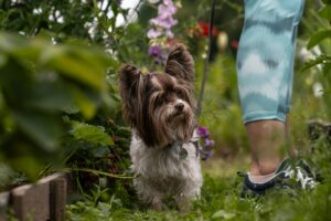 Propriétaire inquiet observant les selles de son chien dans le jardin