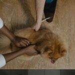 Chien allongé chez le vétérinaire lors d'un examen parasitologique