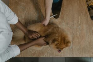 Chien allongé chez le vétérinaire lors d'un examen parasitologique