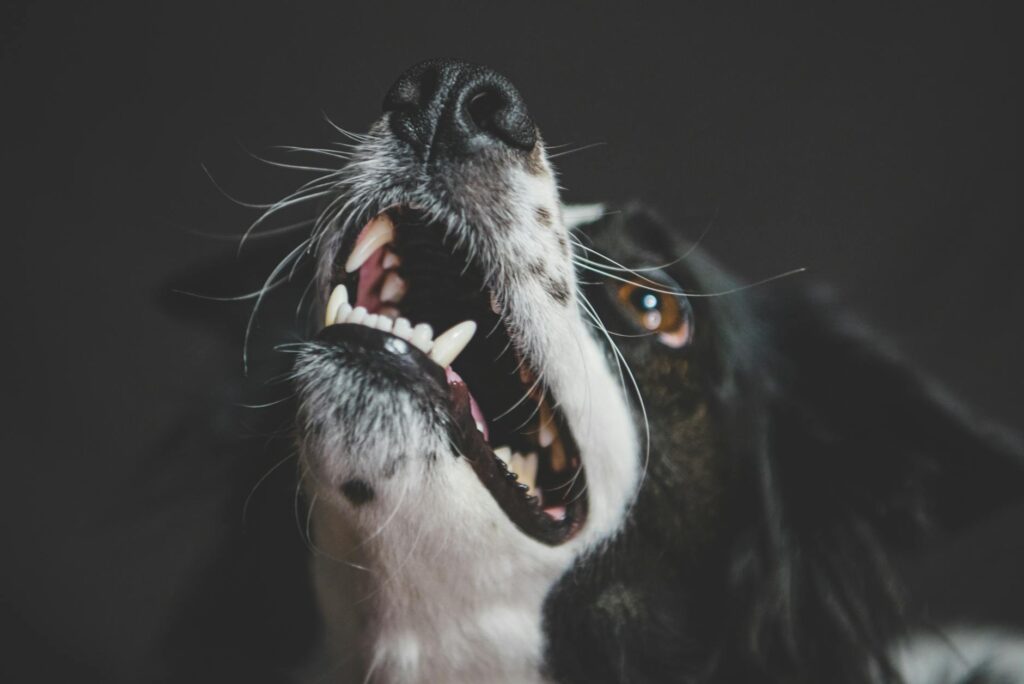 gros plan sur la gueule ouverte d'un chien adulte montrant ses dents blanches