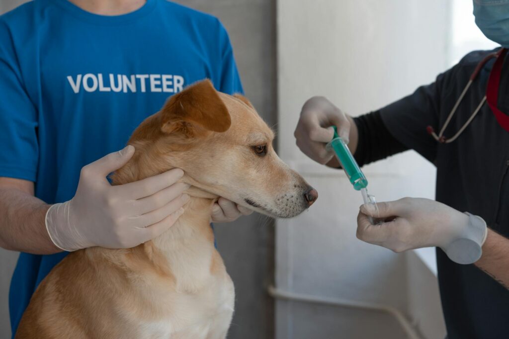 vétérinaire qui vaccine un jeune chiot sur une table d'examen clinique