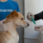 vétérinaire qui vaccine un jeune chiot sur une table d'examen clinique