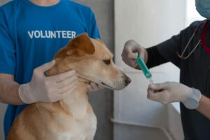 vétérinaire qui vaccine un jeune chiot sur une table d'examen clinique