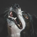 Gros plan sur la gueule ouverte d'un chien montrant ses dents blanches