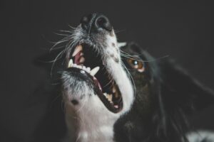 Gros plan sur la gueule ouverte d'un chien montrant ses dents blanches