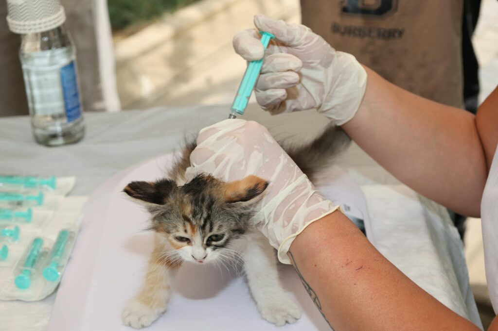 Vétérinaire qui vaccine un chiot sur une table d'examen clinique