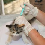 Vétérinaire qui vaccine un chiot sur une table d'examen clinique