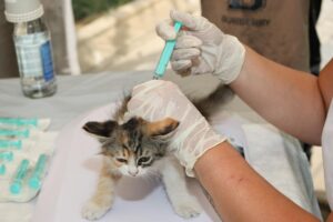 Vétérinaire qui vaccine un chiot sur une table d'examen clinique