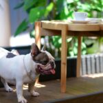 Chien de race labrador reniflant des noisettes fraîches sur une table en bois